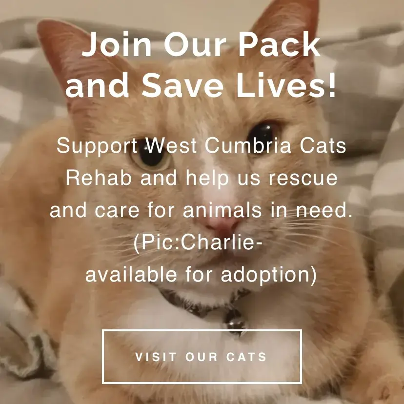 Website example 4